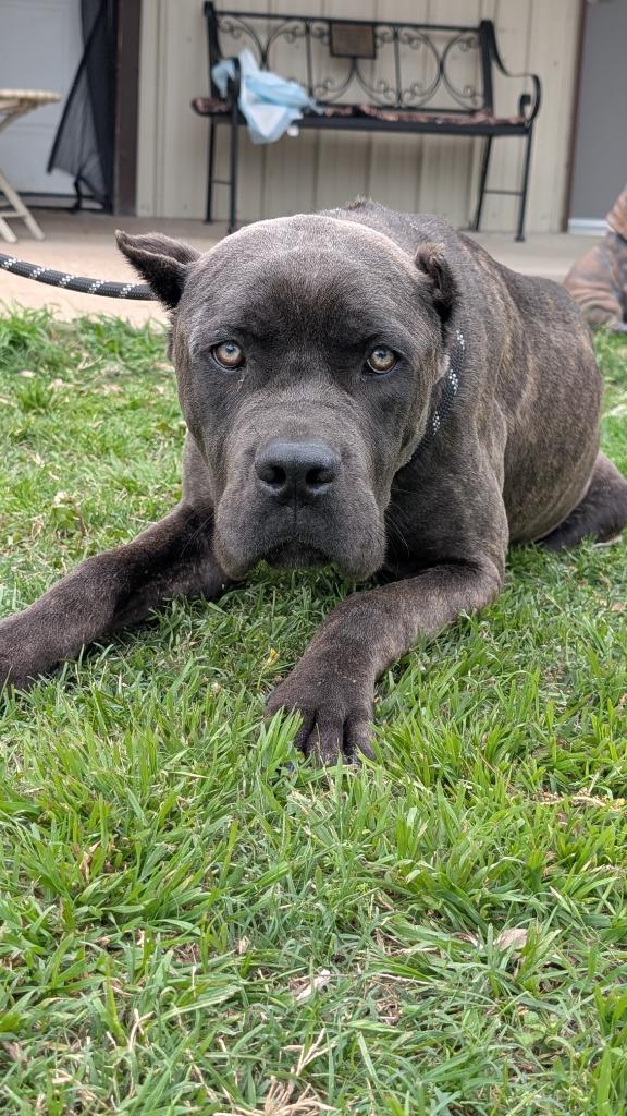 Fisher, a Adoptable mixed breed in Seven Points, TX image 1/6