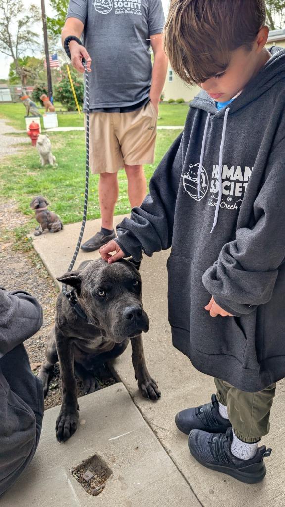 Fisher, a Adoptable mixed breed in Seven Points, TX image 2/6