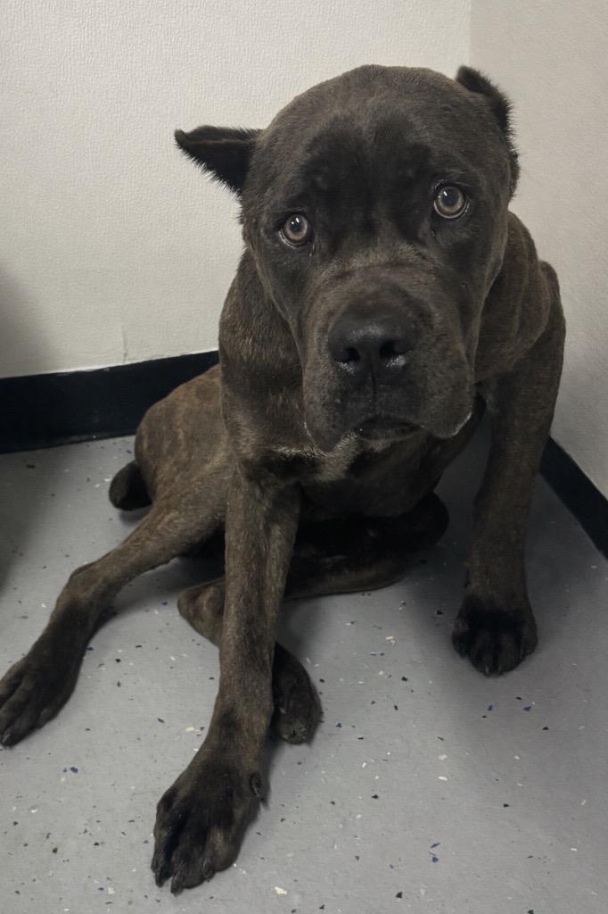 Fisher, a Adoptable mixed breed in Seven Points, TX image 3/6