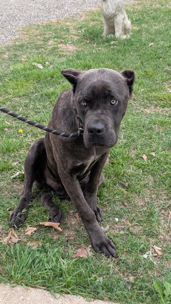 Fisher, a Adoptable mixed breed in Seven Points, TX image 4/6