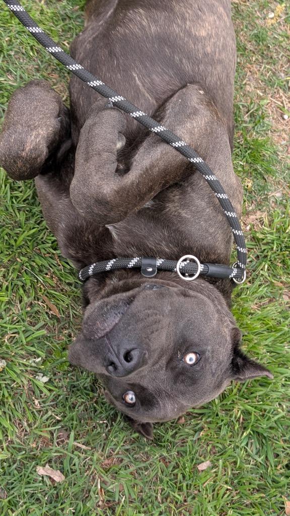 Fisher, a Adoptable mixed breed in Seven Points, TX image 5/6