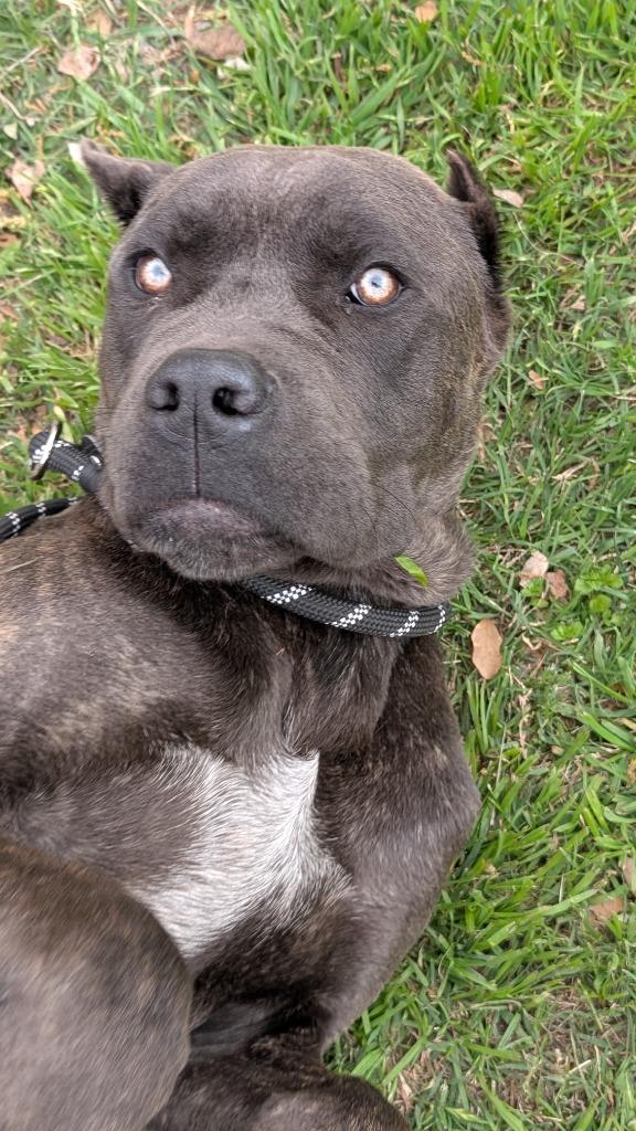 Fisher, a Adoptable mixed breed in Seven Points, TX image 6/6