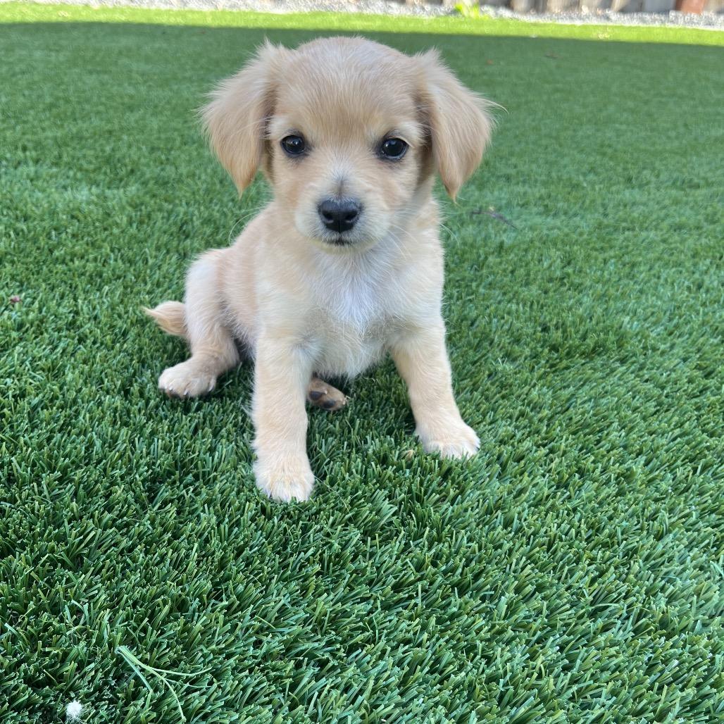 Enlarge Atlas, a Adoptable mixed breed in Cashmere, WA image 1/1