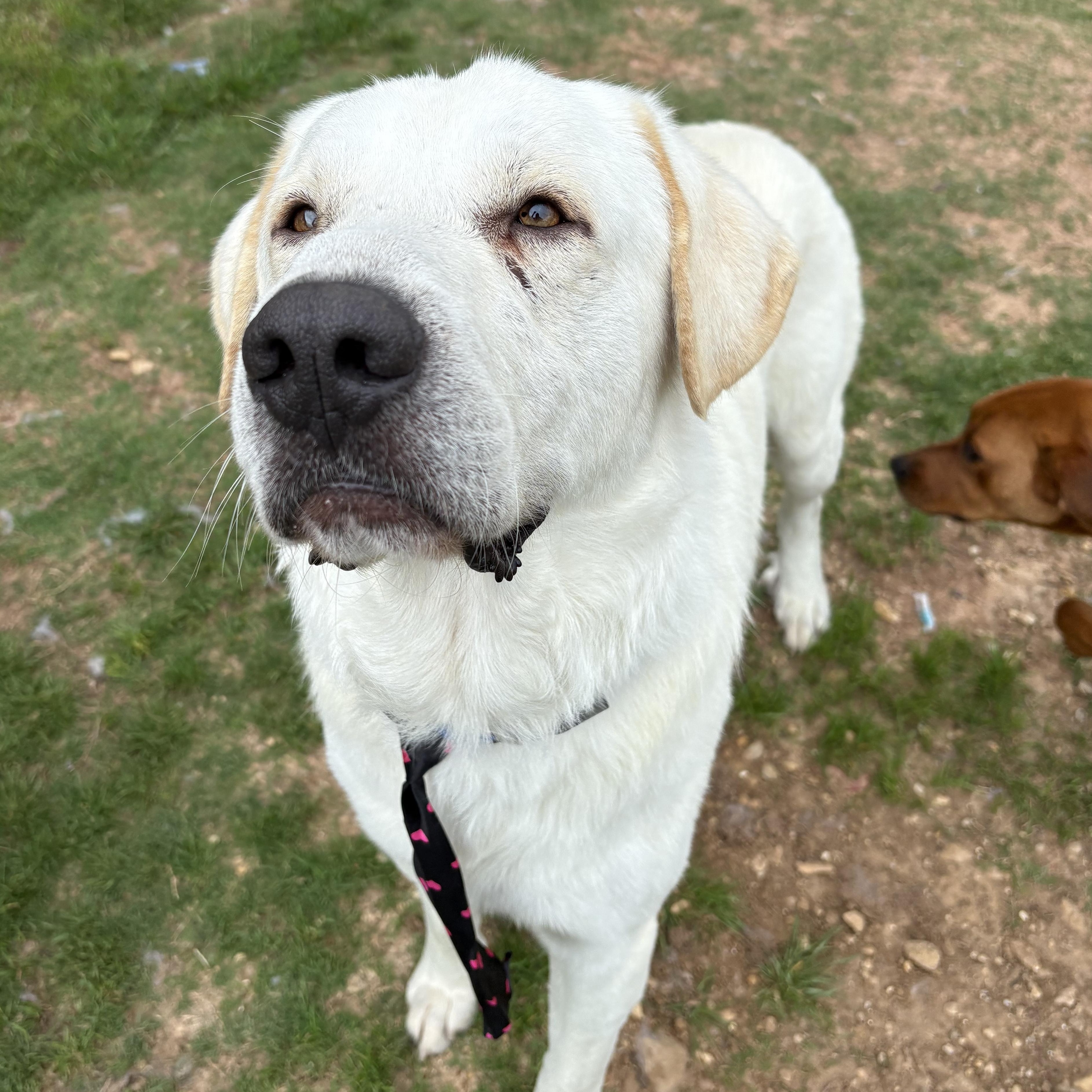 Cochise, an adoptable Great Pyrenees, Akbash in Krum, TX, 76249 | Photo Image 4