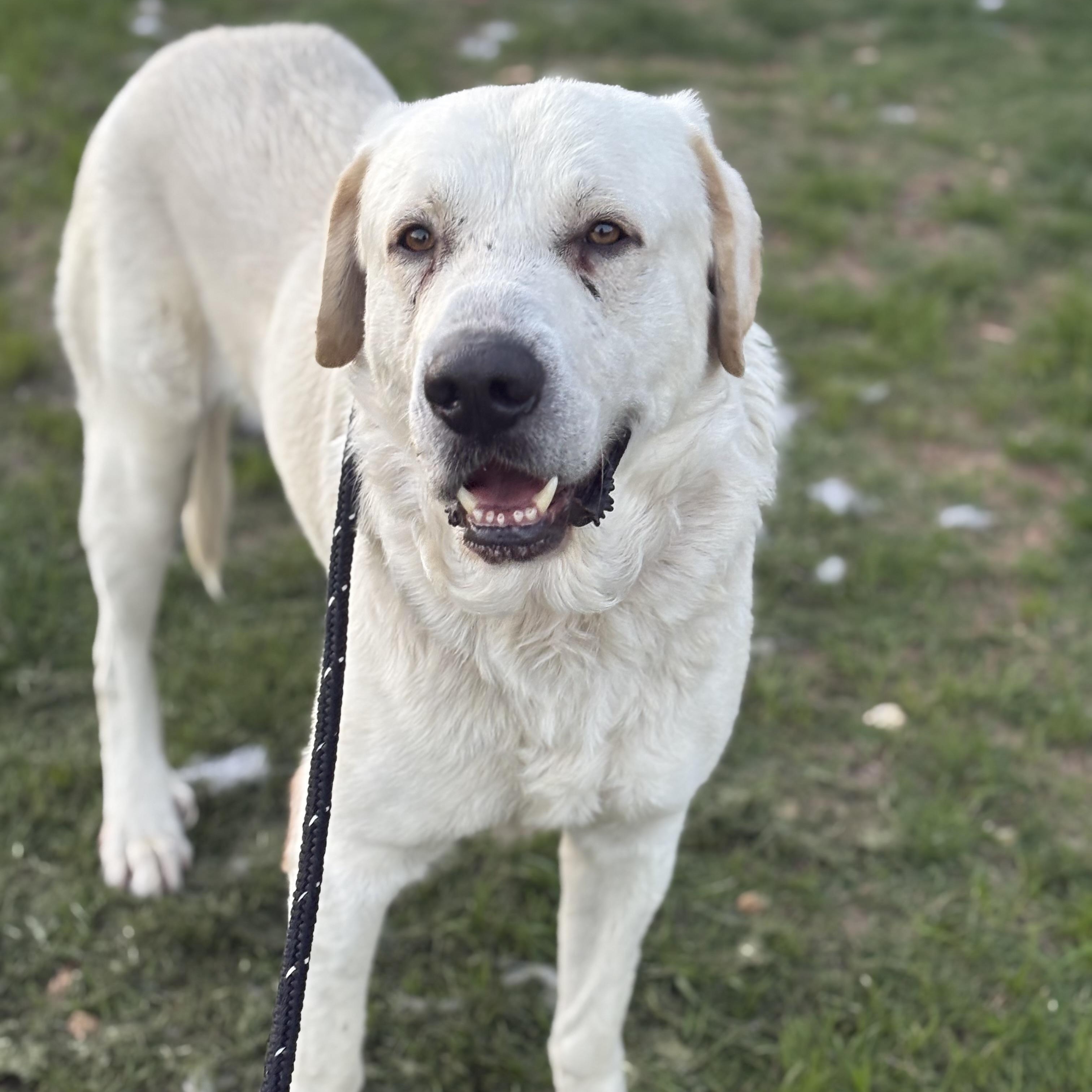 Cochise, an adoptable Great Pyrenees, Akbash in Krum, TX, 76249 | Photo Image 2
