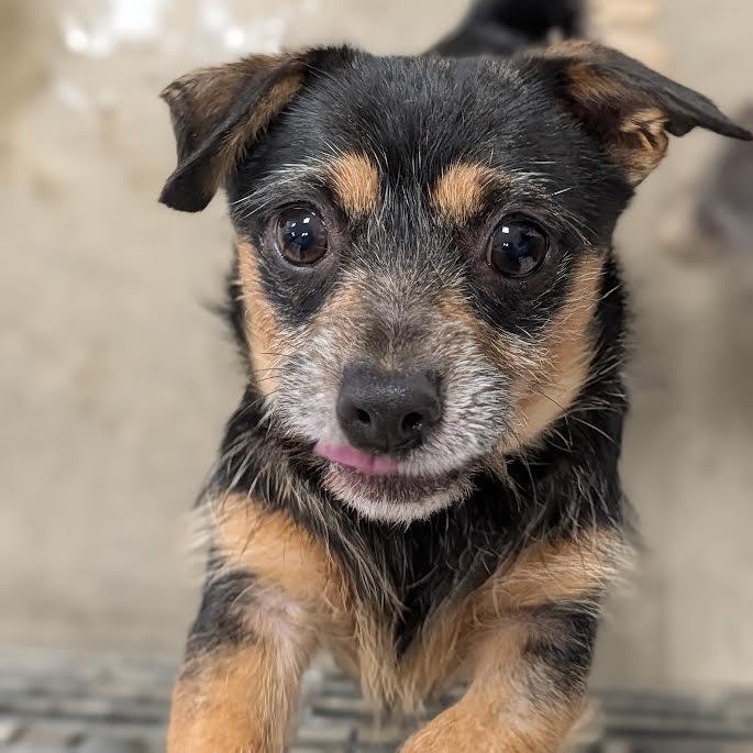 Vera, Adoptable, Adult Female Chihuahua & Rat Terrier.