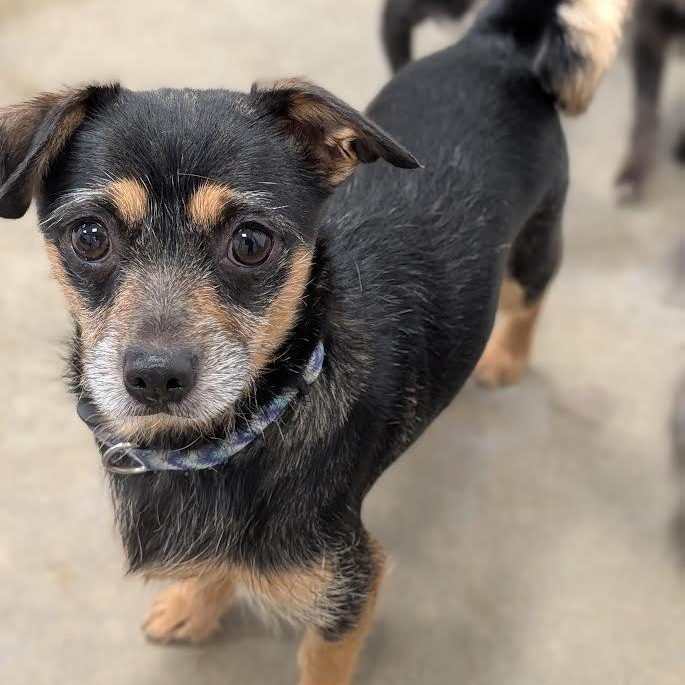 Enlarge Vera, a Adoptable mixed breed in Blue Earth, MN image 5/6
