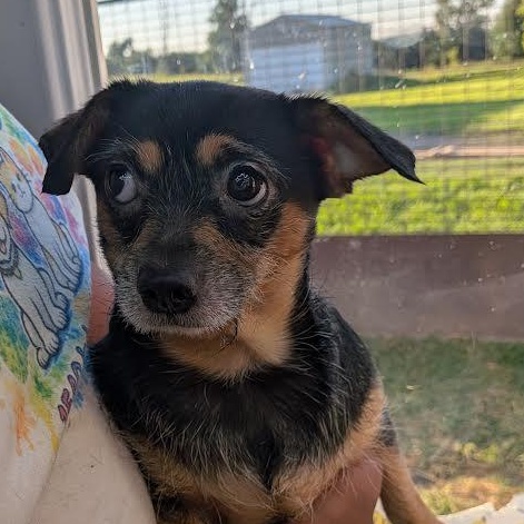 Enlarge Vera, a Adoptable mixed breed in Blue Earth, MN image 6/6