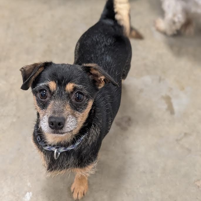 Enlarge Vera, a Adoptable mixed breed in Blue Earth, MN image 4/6