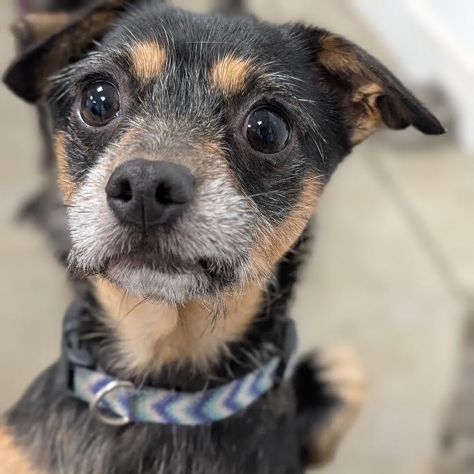 Enlarge Vera, a Adoptable mixed breed in Blue Earth, MN image 3/6