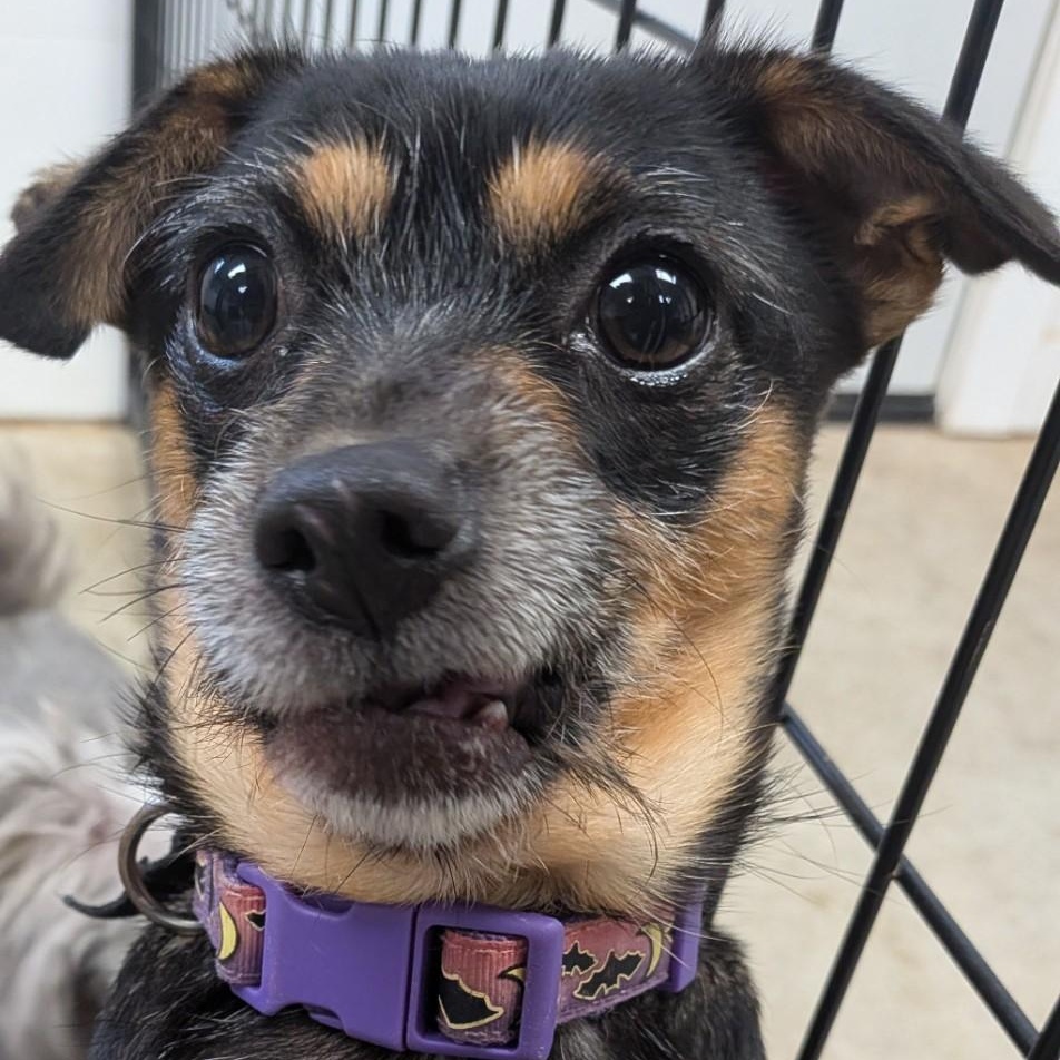 Enlarge Vera, a Adoptable mixed breed in Blue Earth, MN image 2/6