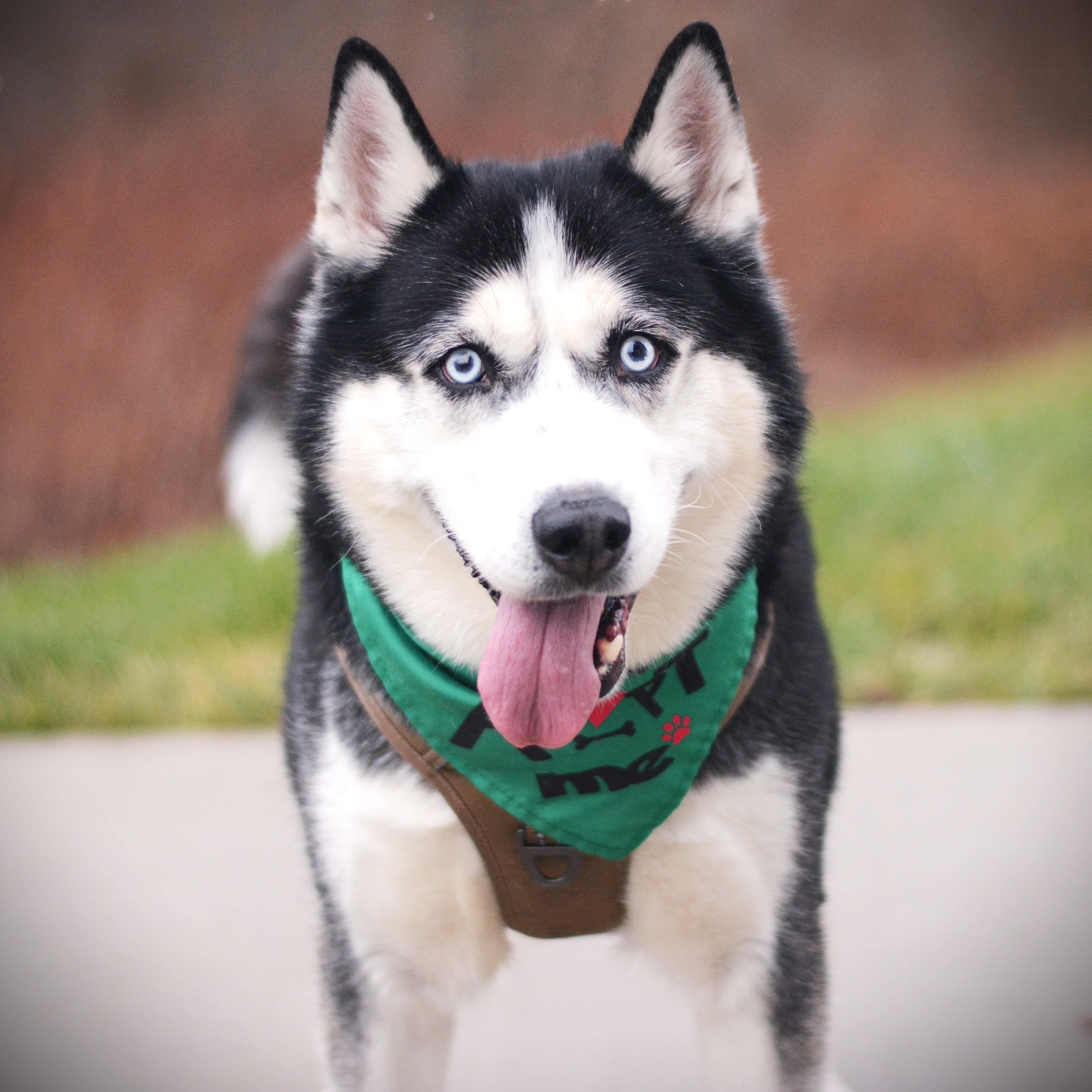 Haiku, adoptable, Adult Male Husky.
