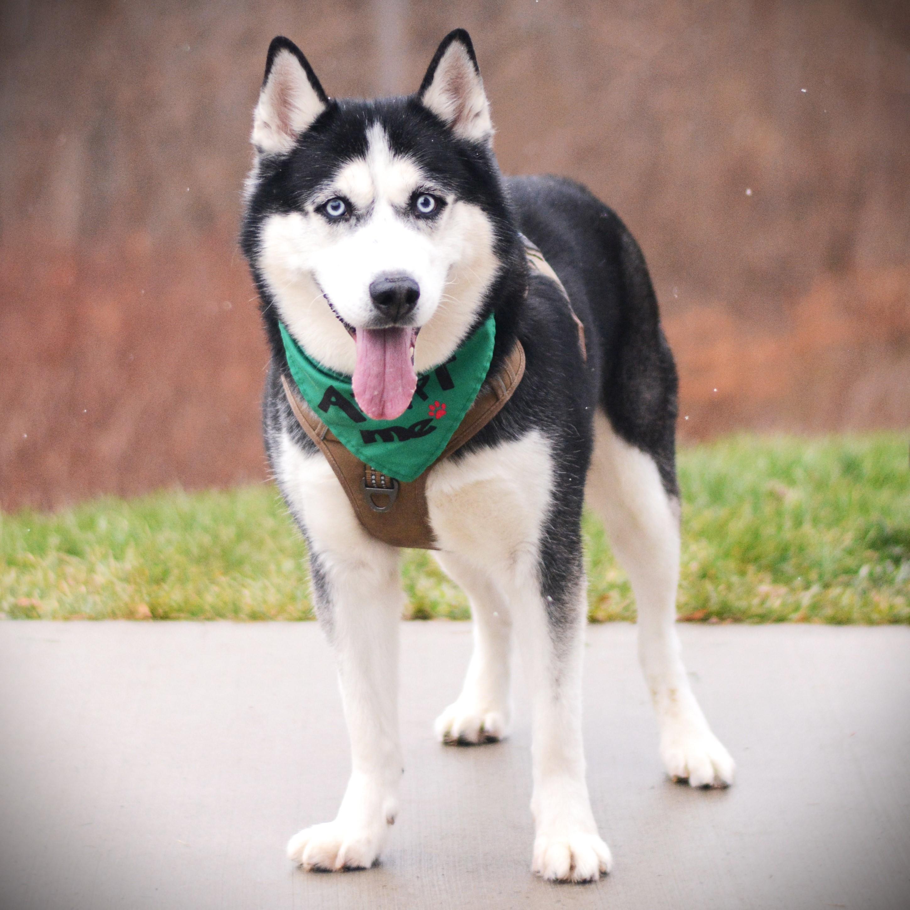 Enlarge Haiku, an adopted Husky in Amsterdam, NY image 2/2