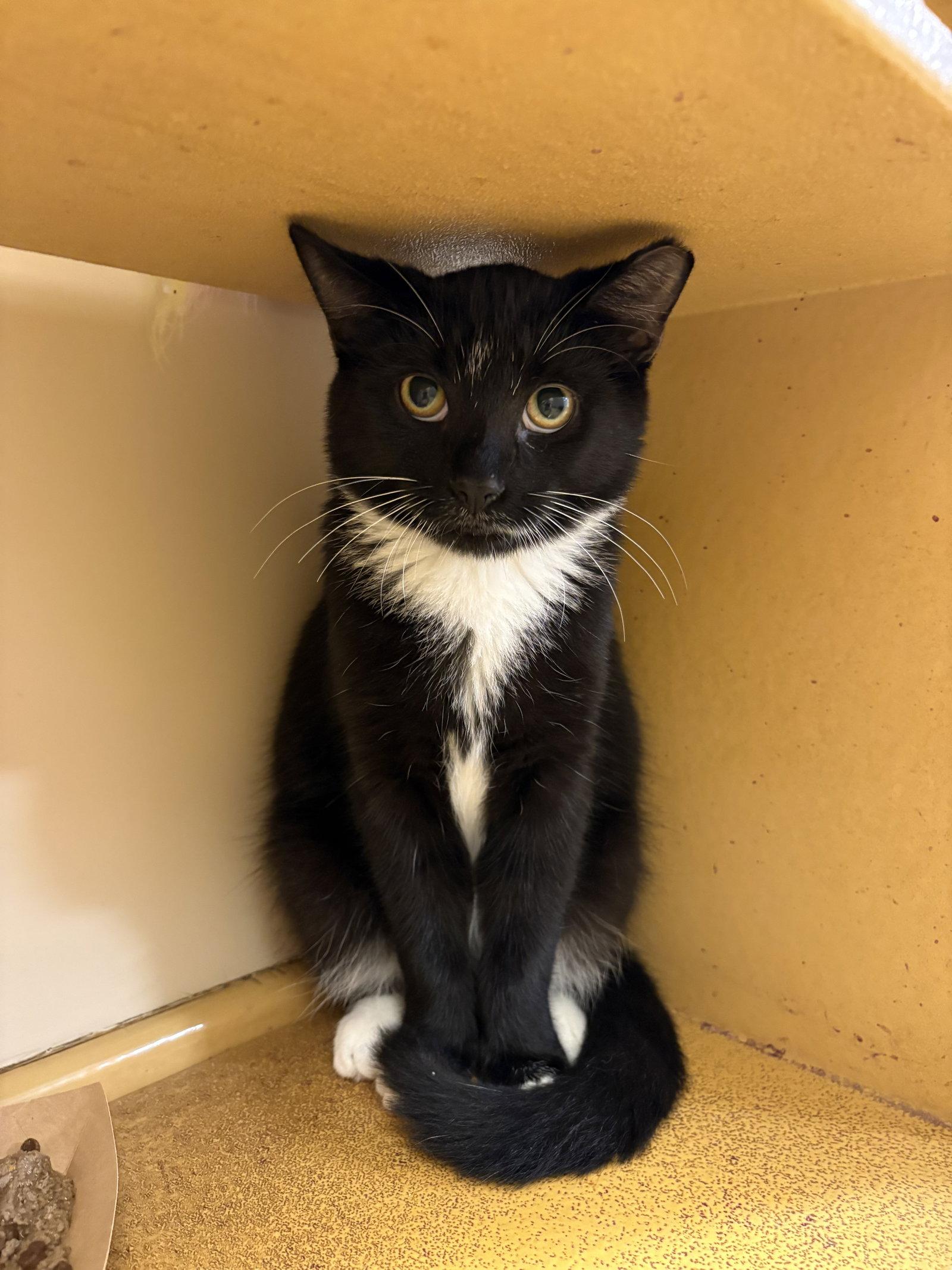 Roger, Adoptable, Young Male Domestic Short Hair & Tuxedo.