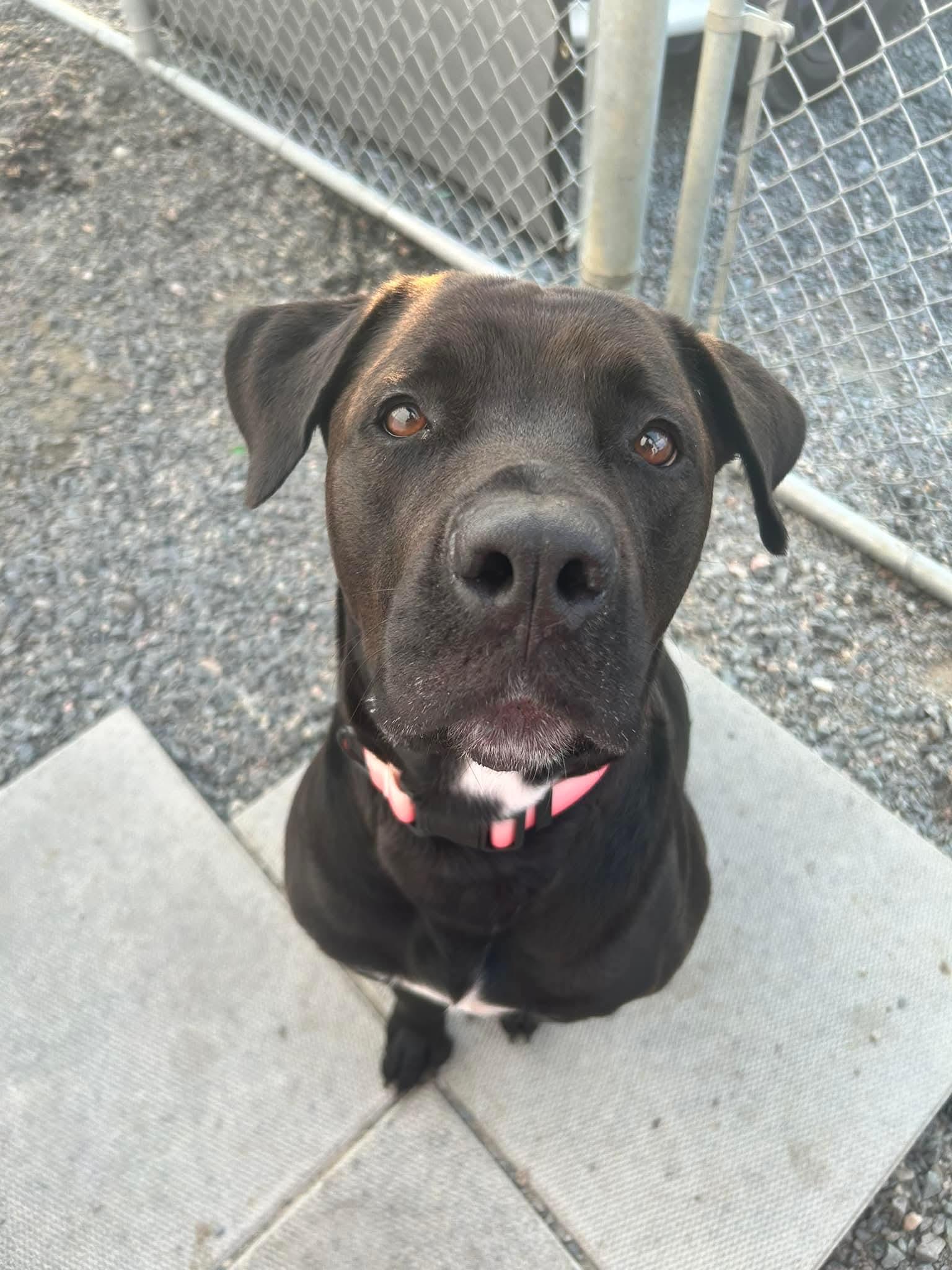 Prissy, a Adoptable mixed breed in Lively, ON image 1/4