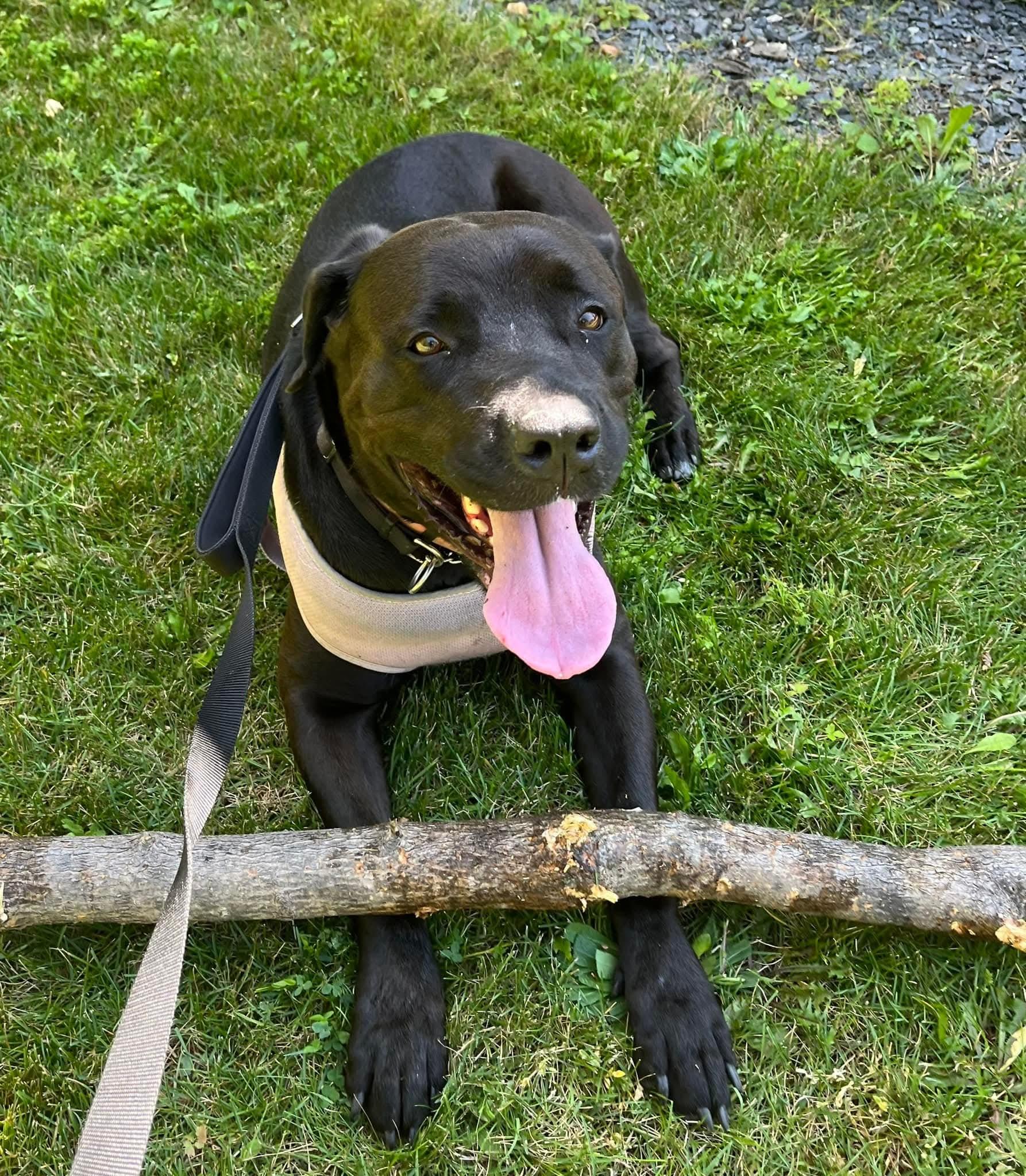 Prissy, a Adoptable mixed breed in Lively, ON image 3/4