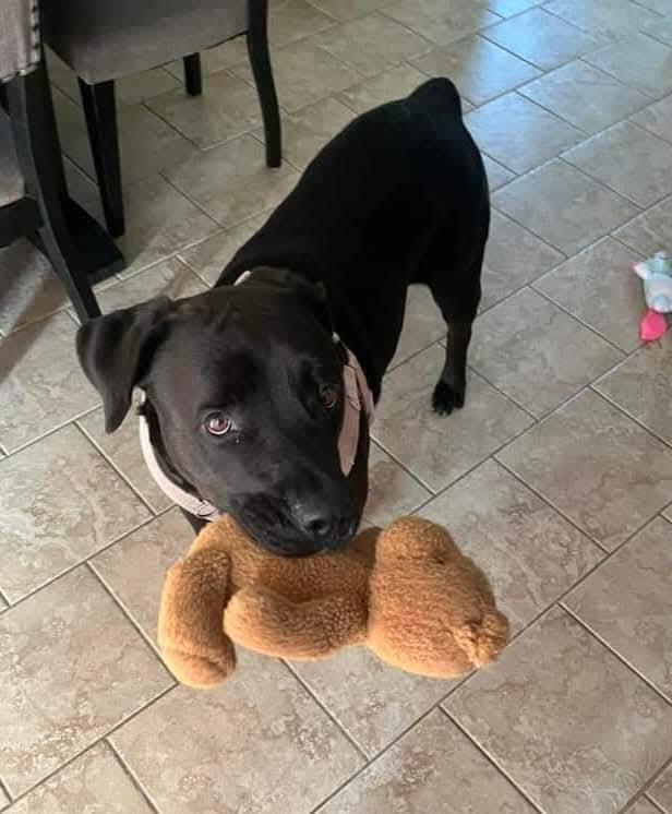 Prissy, a Adoptable mixed breed in Lively, ON image 4/4