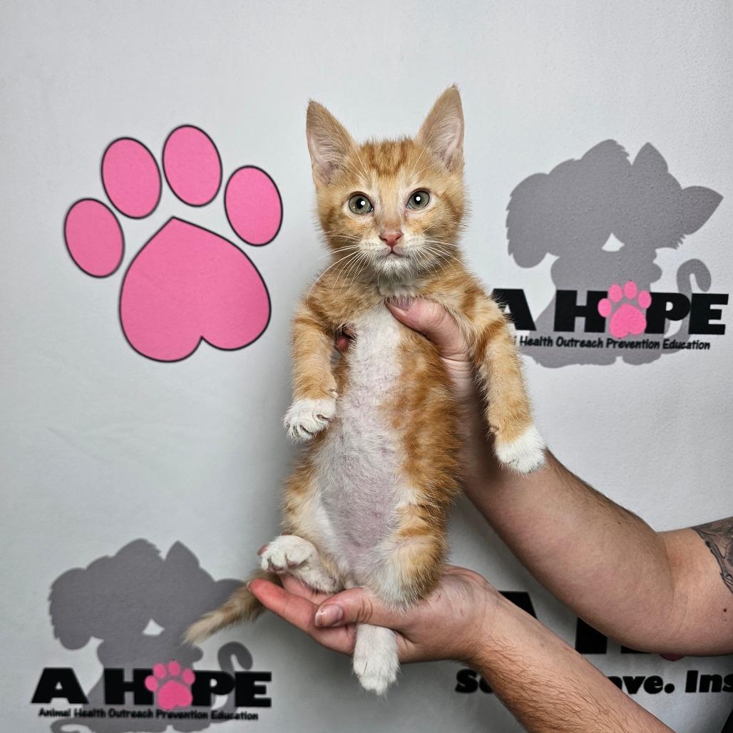 Mango, Adoptable, Kitten Male American Shorthair & Domestic Short Hair.
