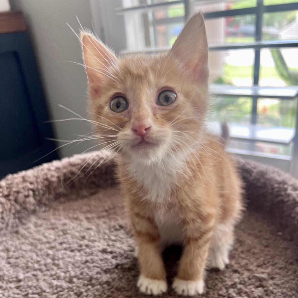 Enlarge Mango, a Adoptable mixed breed in Milton, FL image 2/6