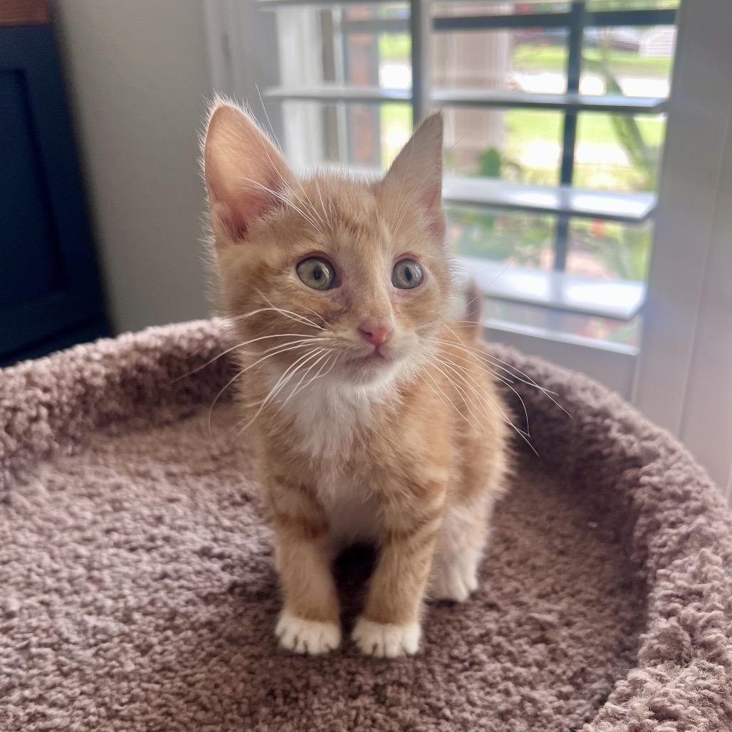 Enlarge Mango, a Adoptable mixed breed in Milton, FL image 3/6