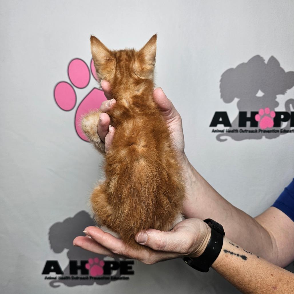 Enlarge Mango, a Adoptable mixed breed in Milton, FL image 4/6