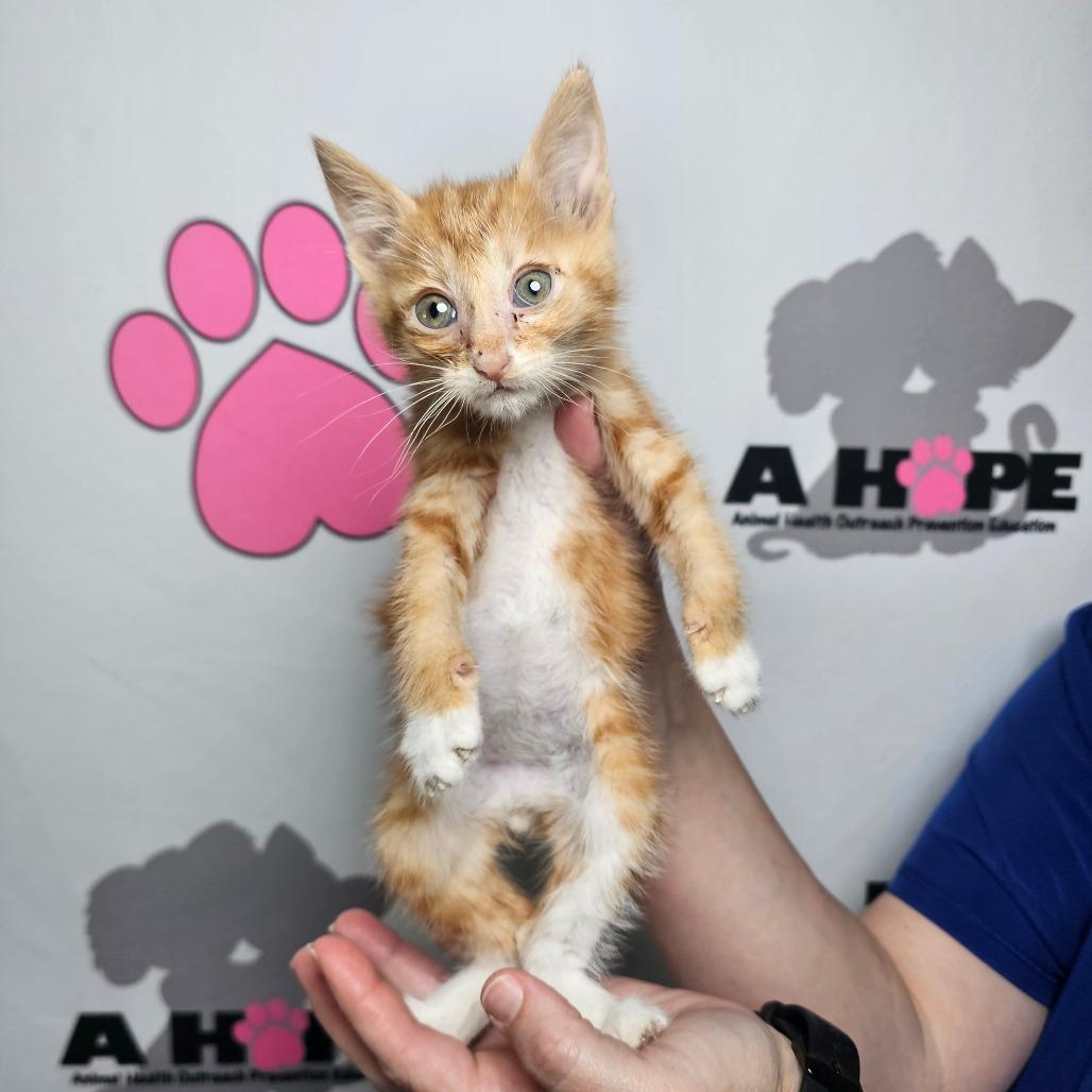 Enlarge Mango, a Adoptable mixed breed in Milton, FL image 5/6