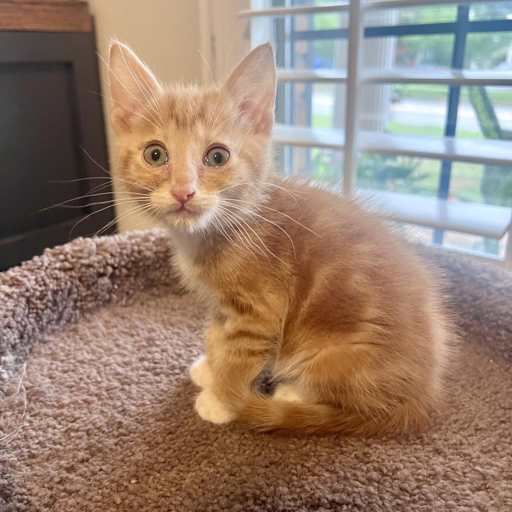 Enlarge Mango, a Adoptable mixed breed in Milton, FL image 6/6