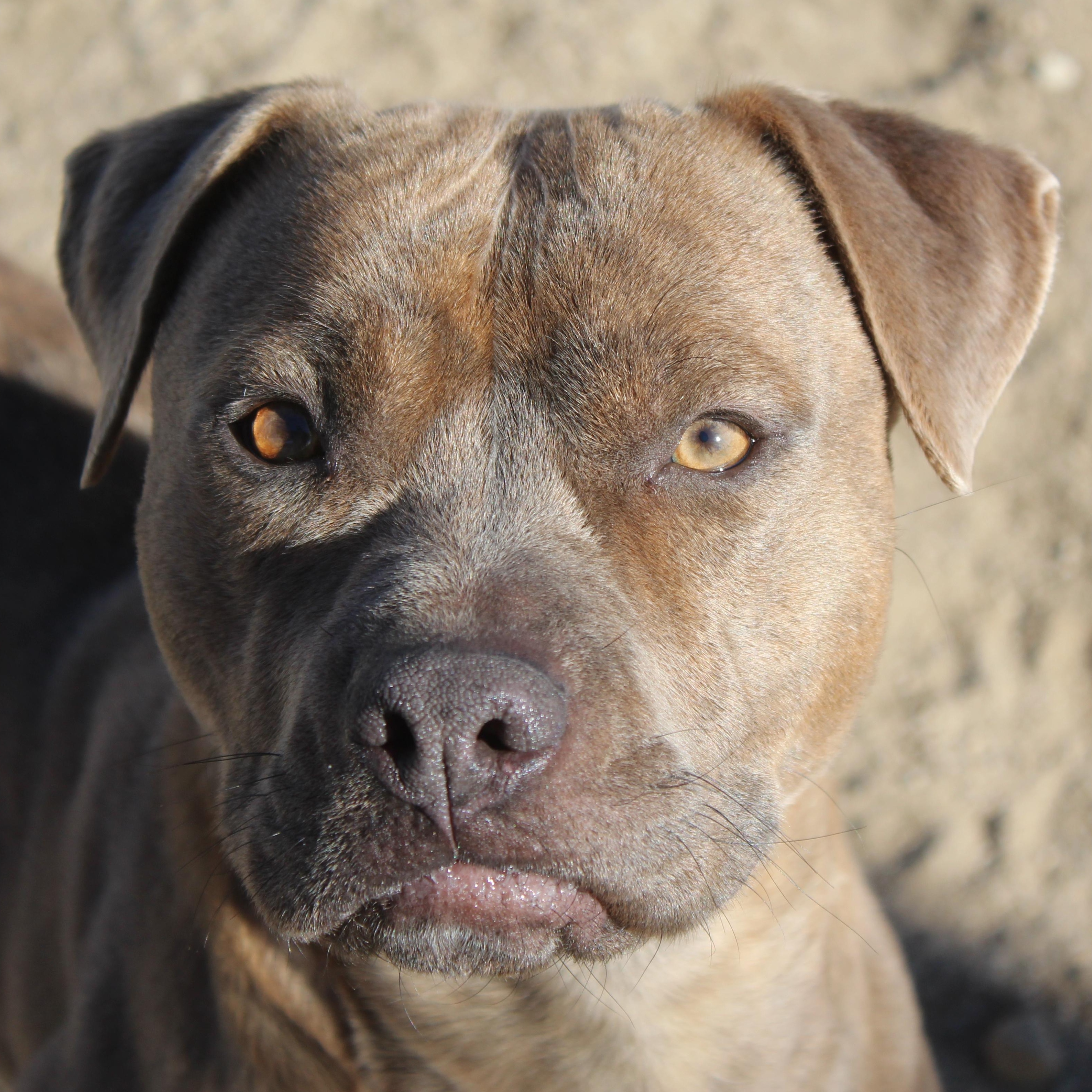 Enlarge Mocha, a ADOPTABLE Pit Bull Terrier in Yucca Valley, CA image 1/6