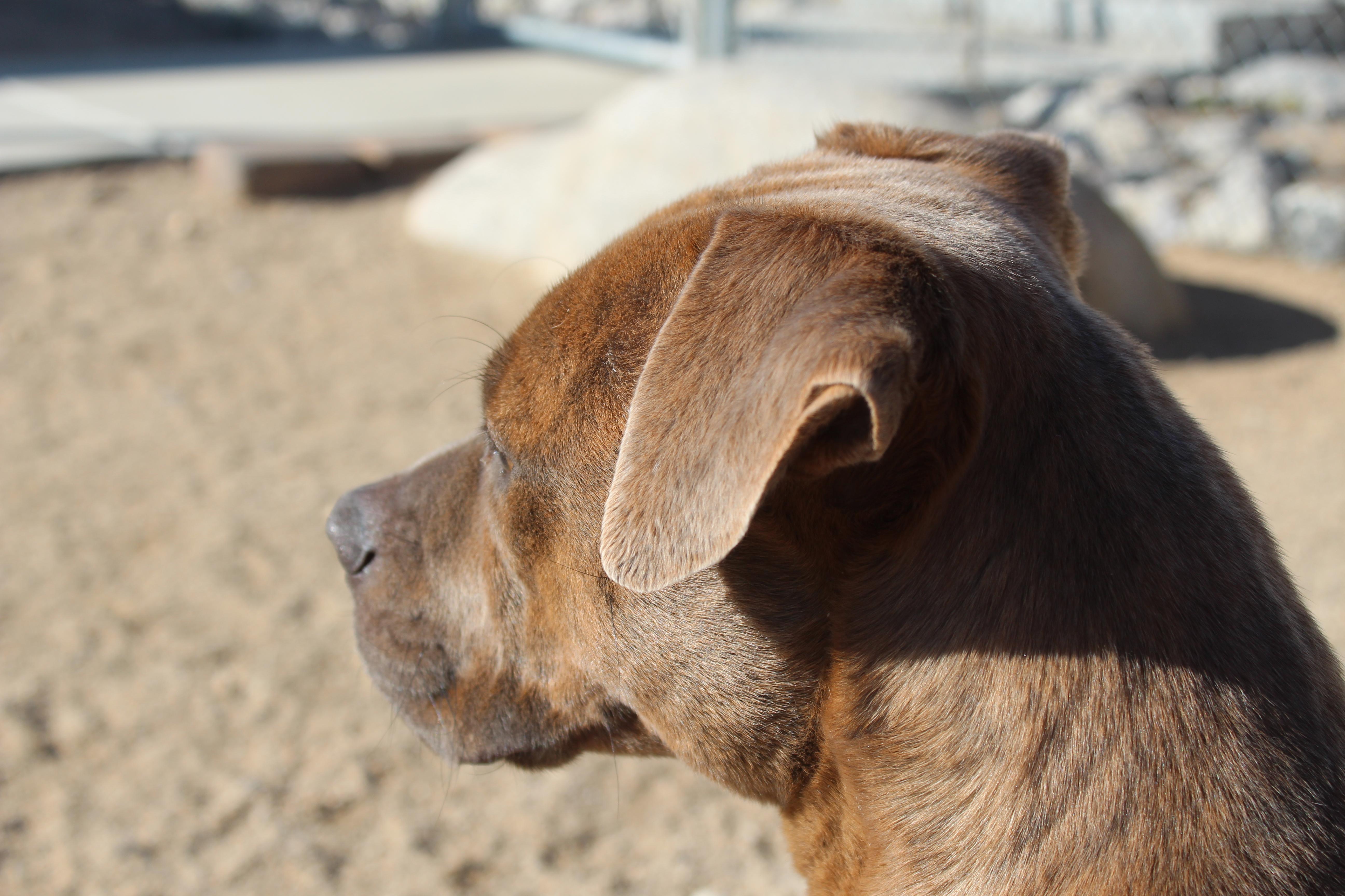 Enlarge Mocha, a ADOPTABLE Pit Bull Terrier in Yucca Valley, CA image 3/6