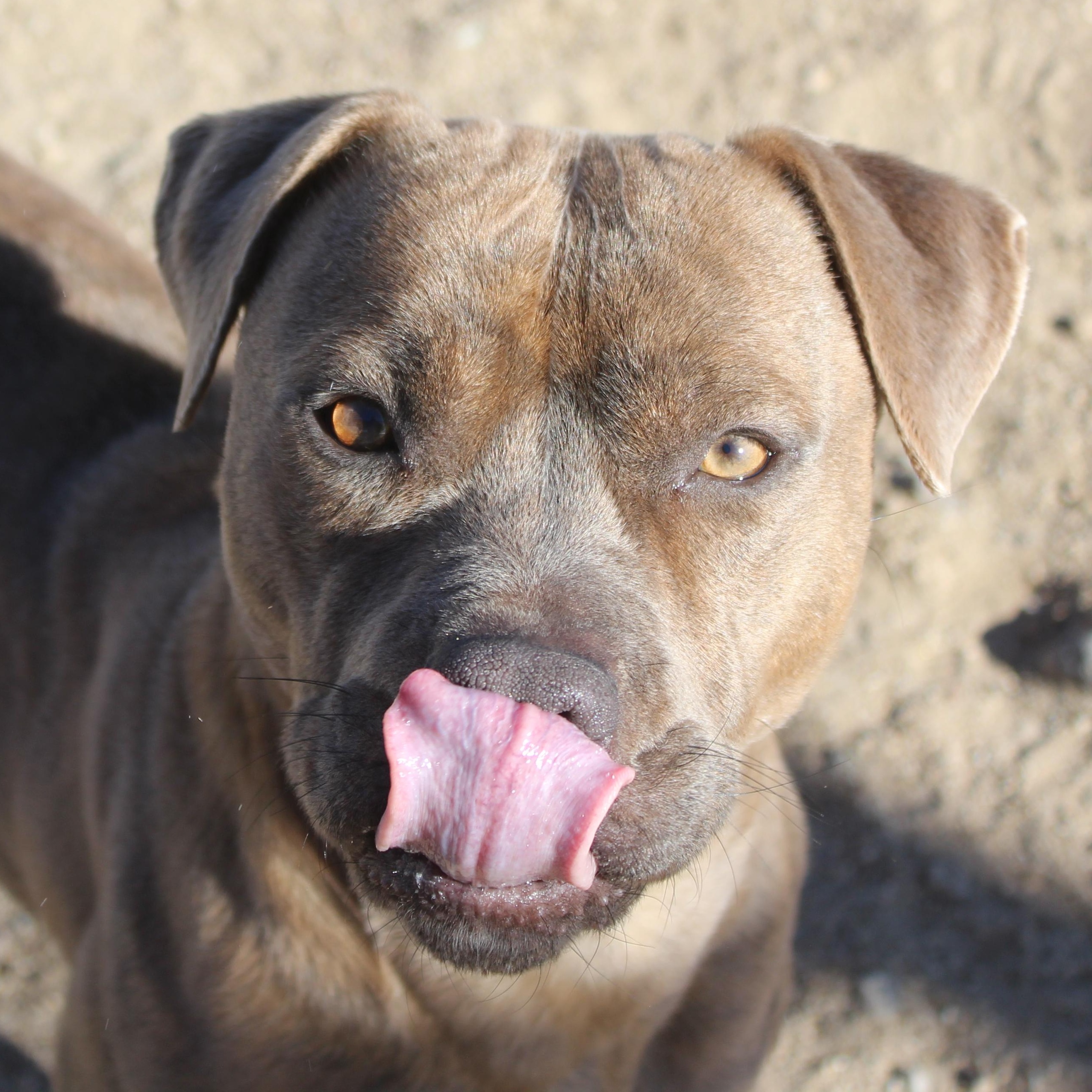 Enlarge Mocha, a ADOPTABLE Pit Bull Terrier in Yucca Valley, CA image 6/6