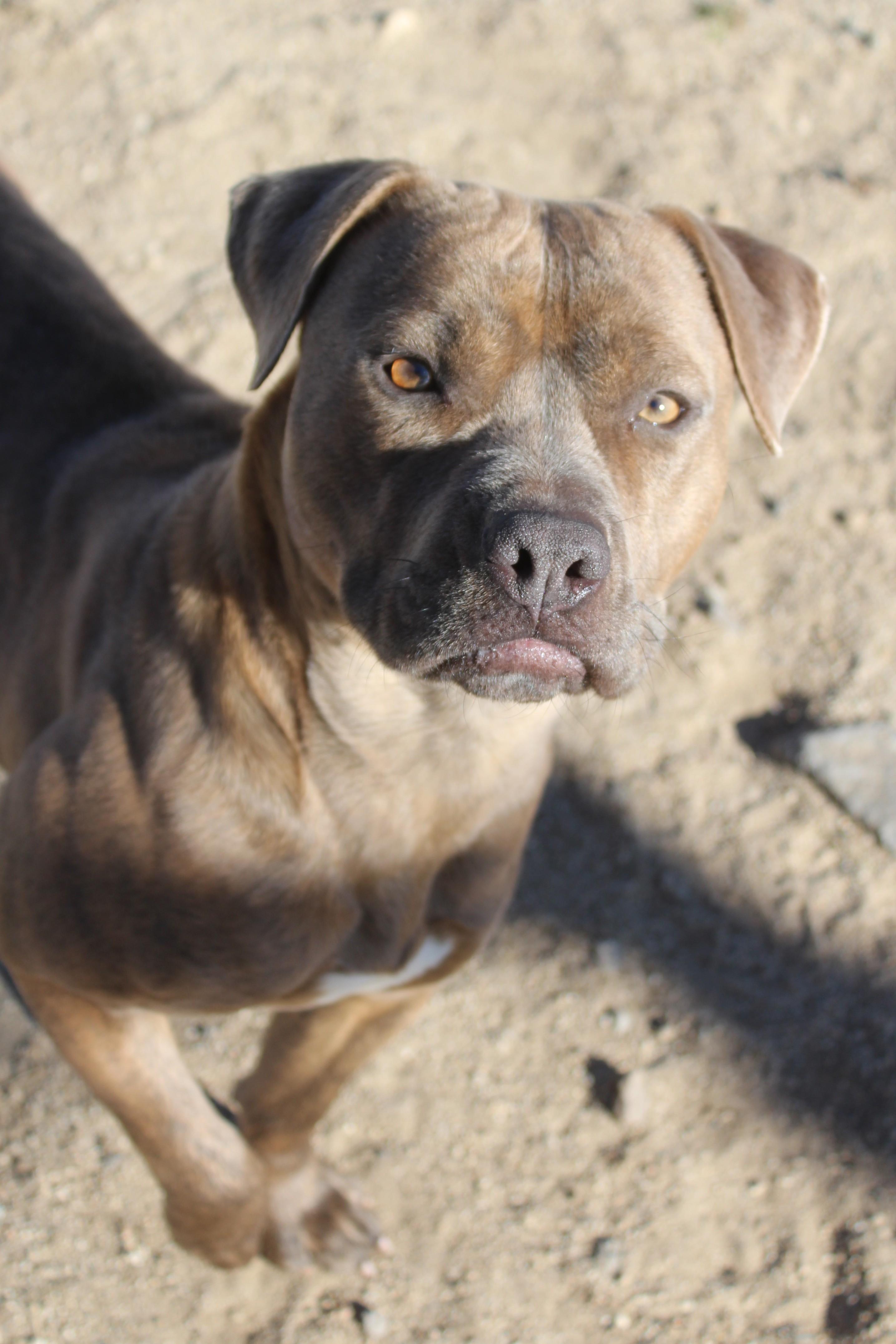 Enlarge Mocha, a ADOPTABLE Pit Bull Terrier in Yucca Valley, CA image 4/6