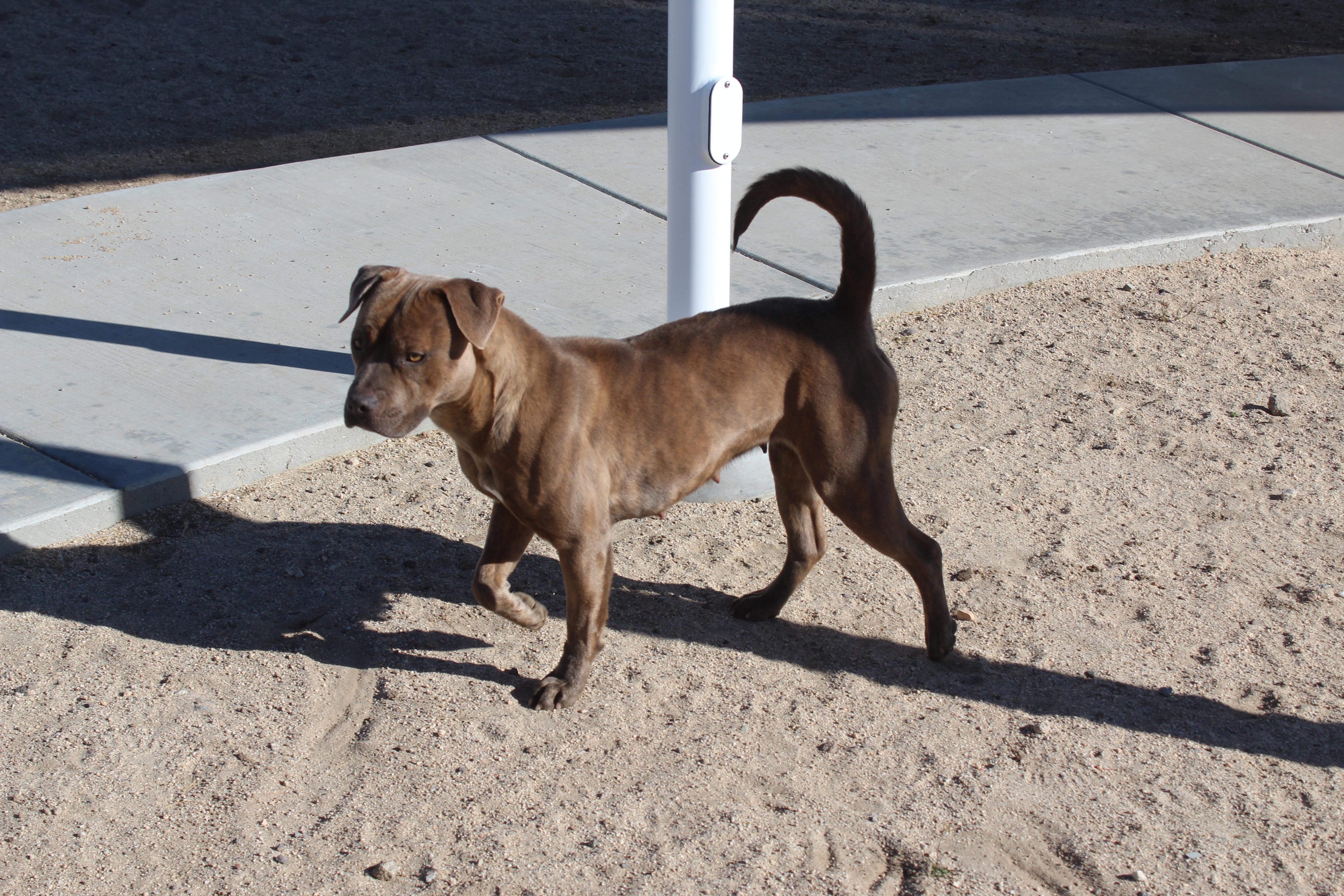 Enlarge Mocha, a ADOPTABLE Pit Bull Terrier in Yucca Valley, CA image 2/6