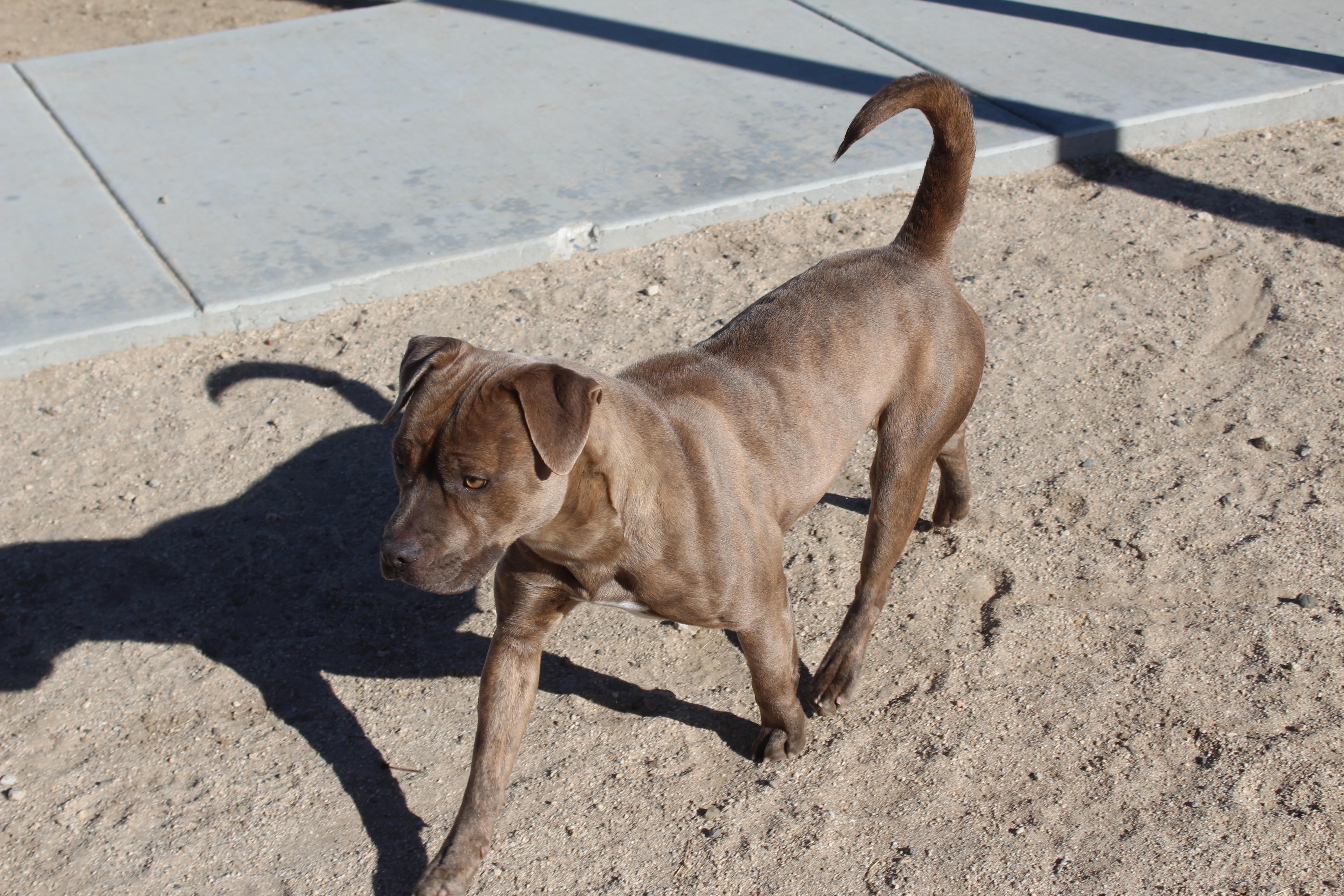 Enlarge Mocha, a ADOPTABLE Pit Bull Terrier in Yucca Valley, CA image 5/6
