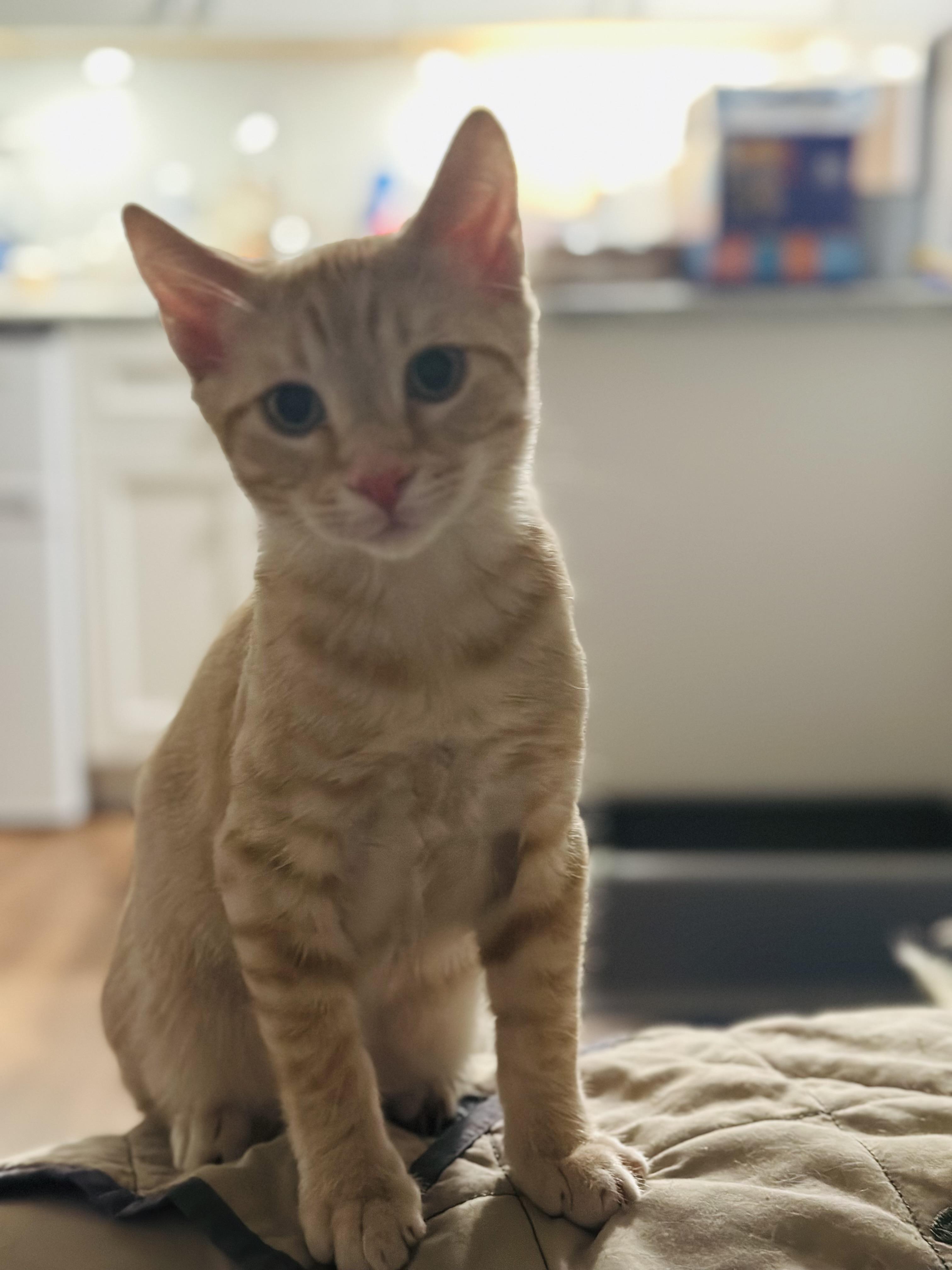 O' Malley thumbnail 3