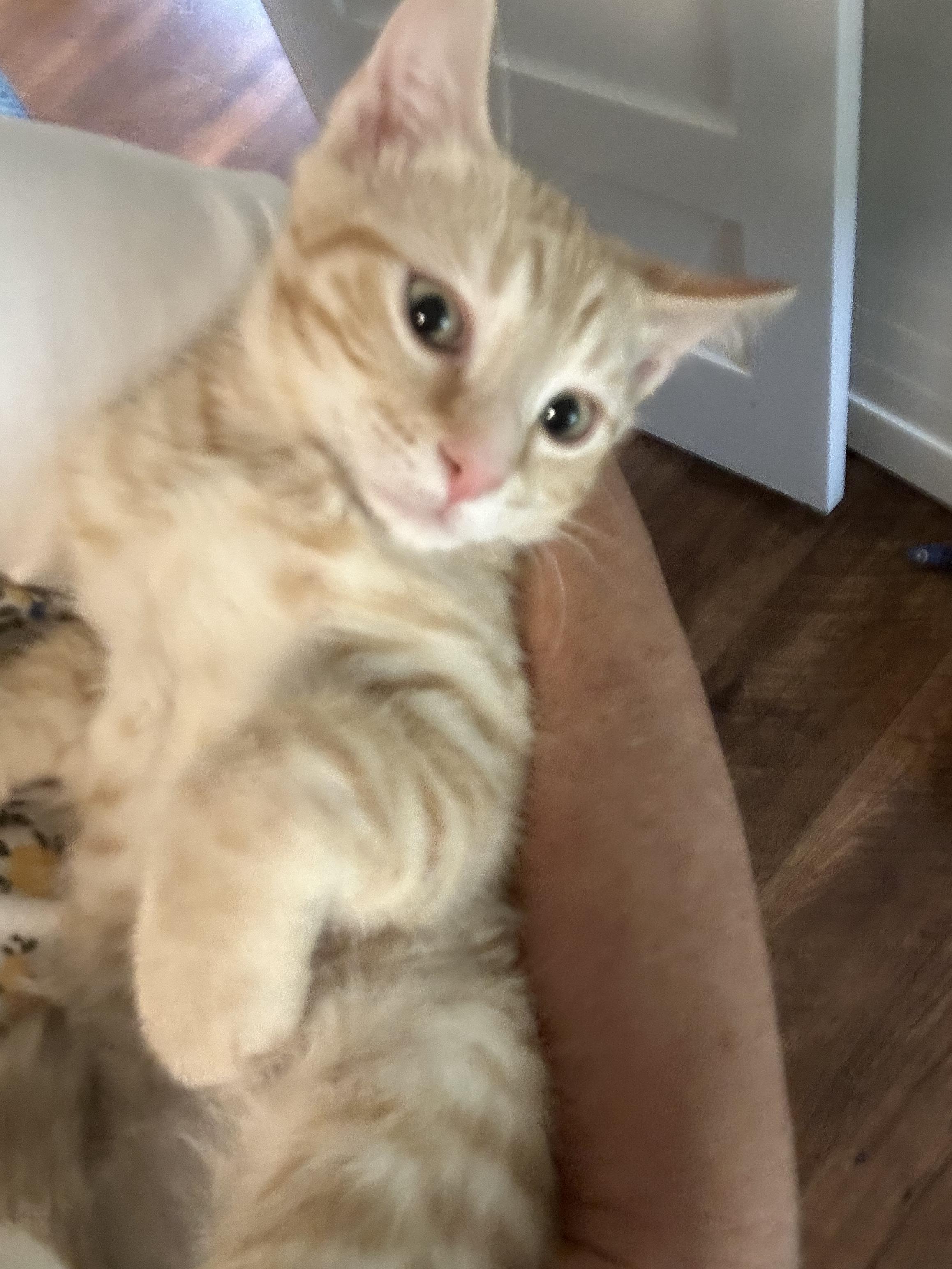 O' Malley thumbnail 4