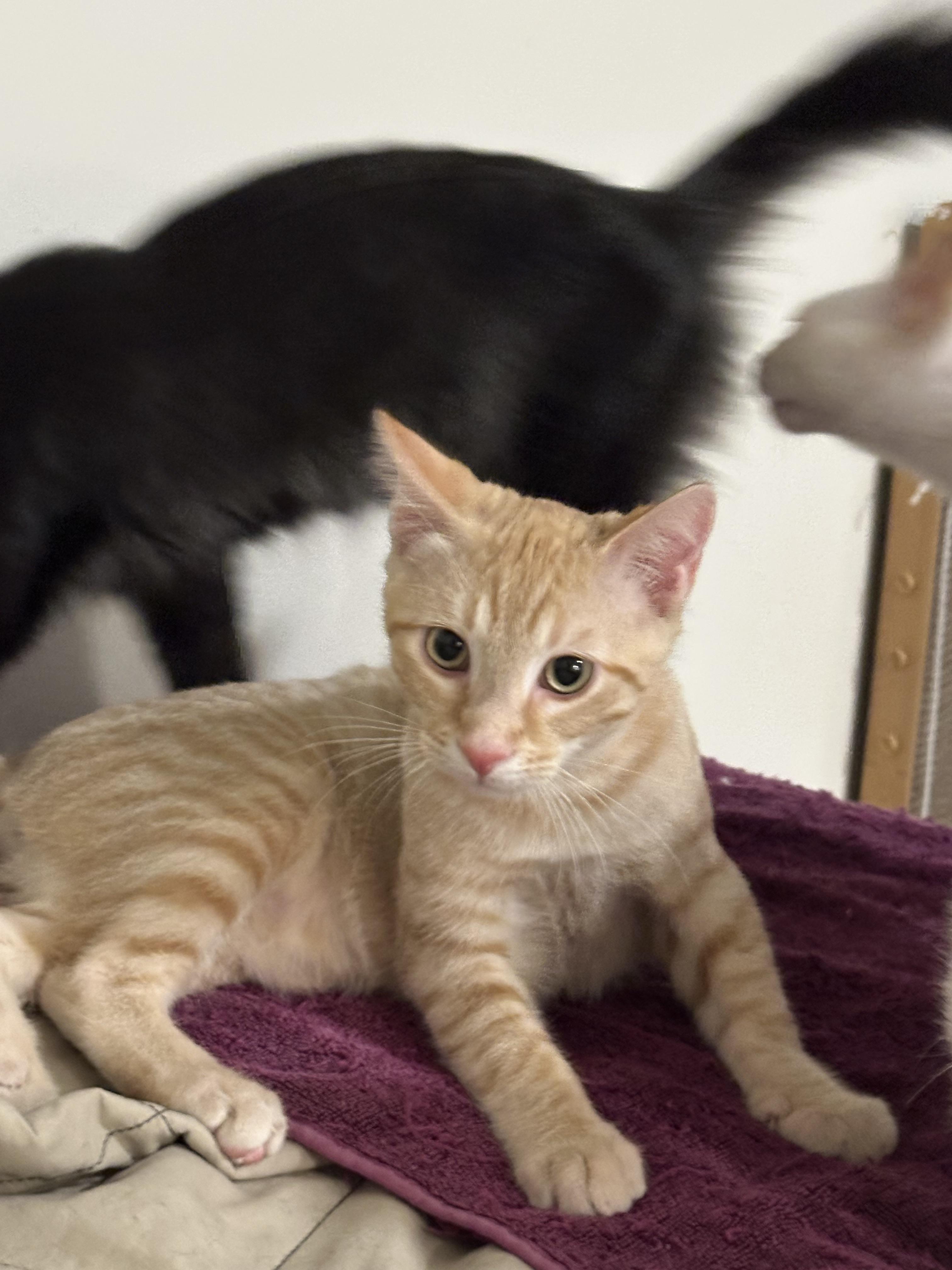 O' Malley thumbnail 5