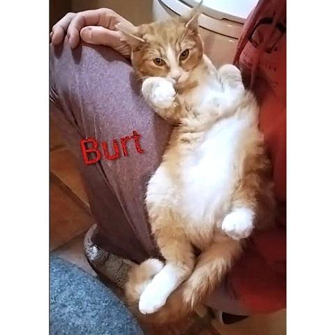 Burt and Ernie, Adoptable, Kitten Male Tabby.