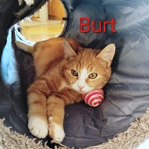 Enlarge Burt and Ernie, a Adoptable Tabby in Salt Lake City, UT image 2/3