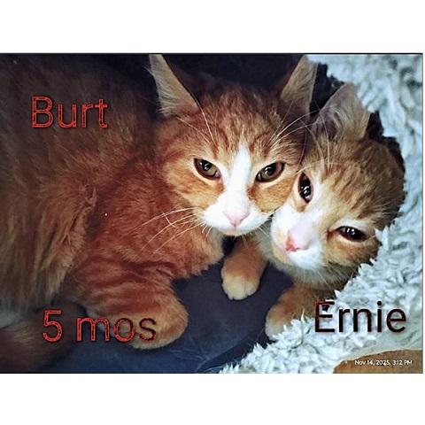 Burt and Ernie, Adoptable, Kitten Male Tabby.
