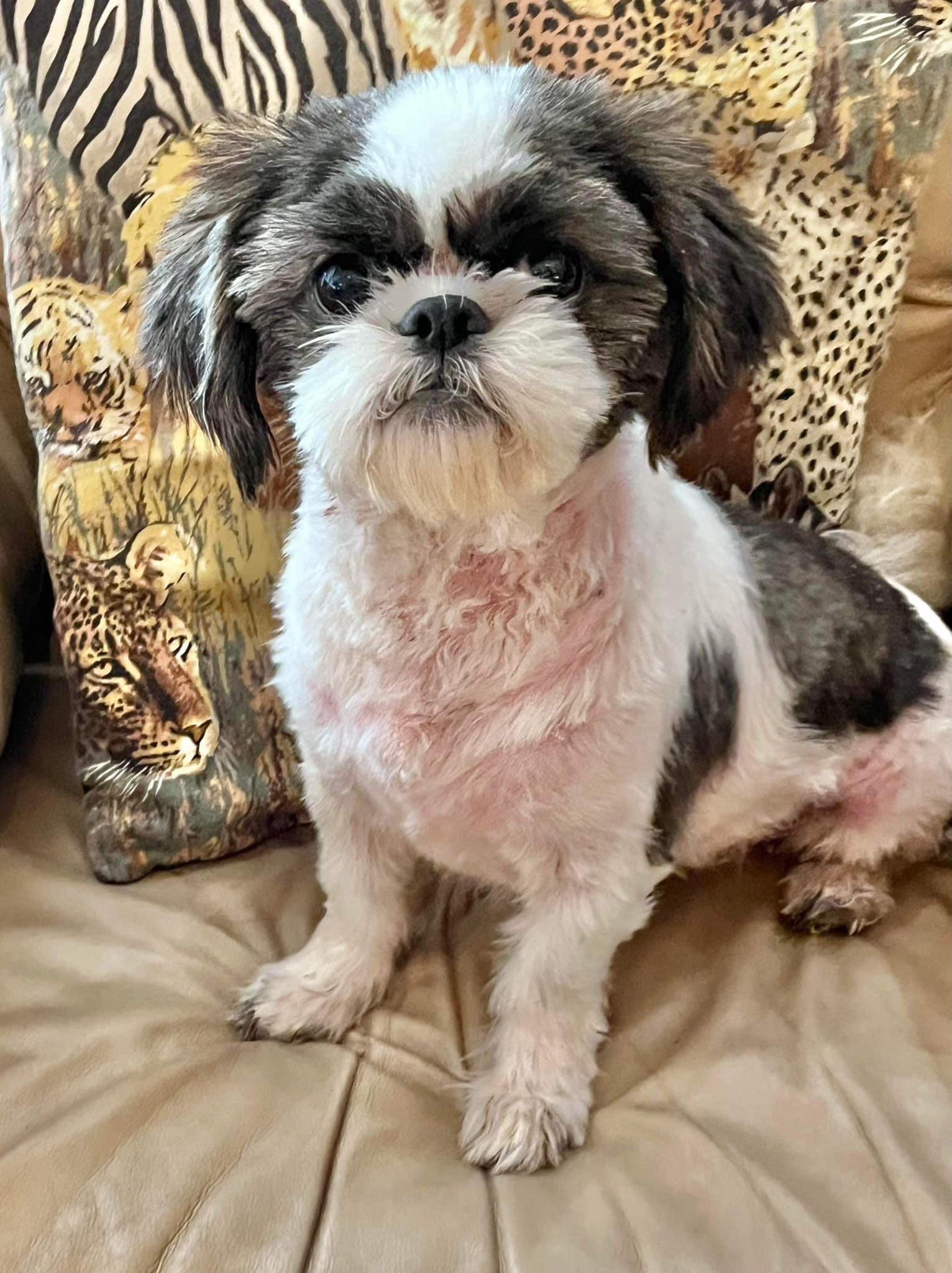 Sugar Plum, Adopted, Adult Female Shih Tzu.