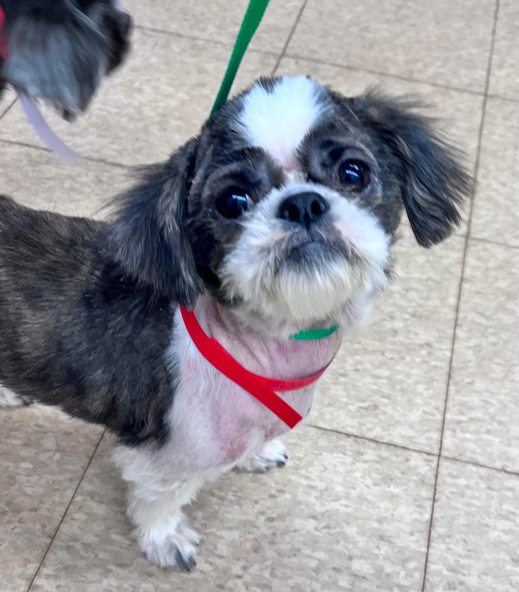 Enlarge Sugar Plum, a Adopted Shih Tzu in Houston, TX image 2/2