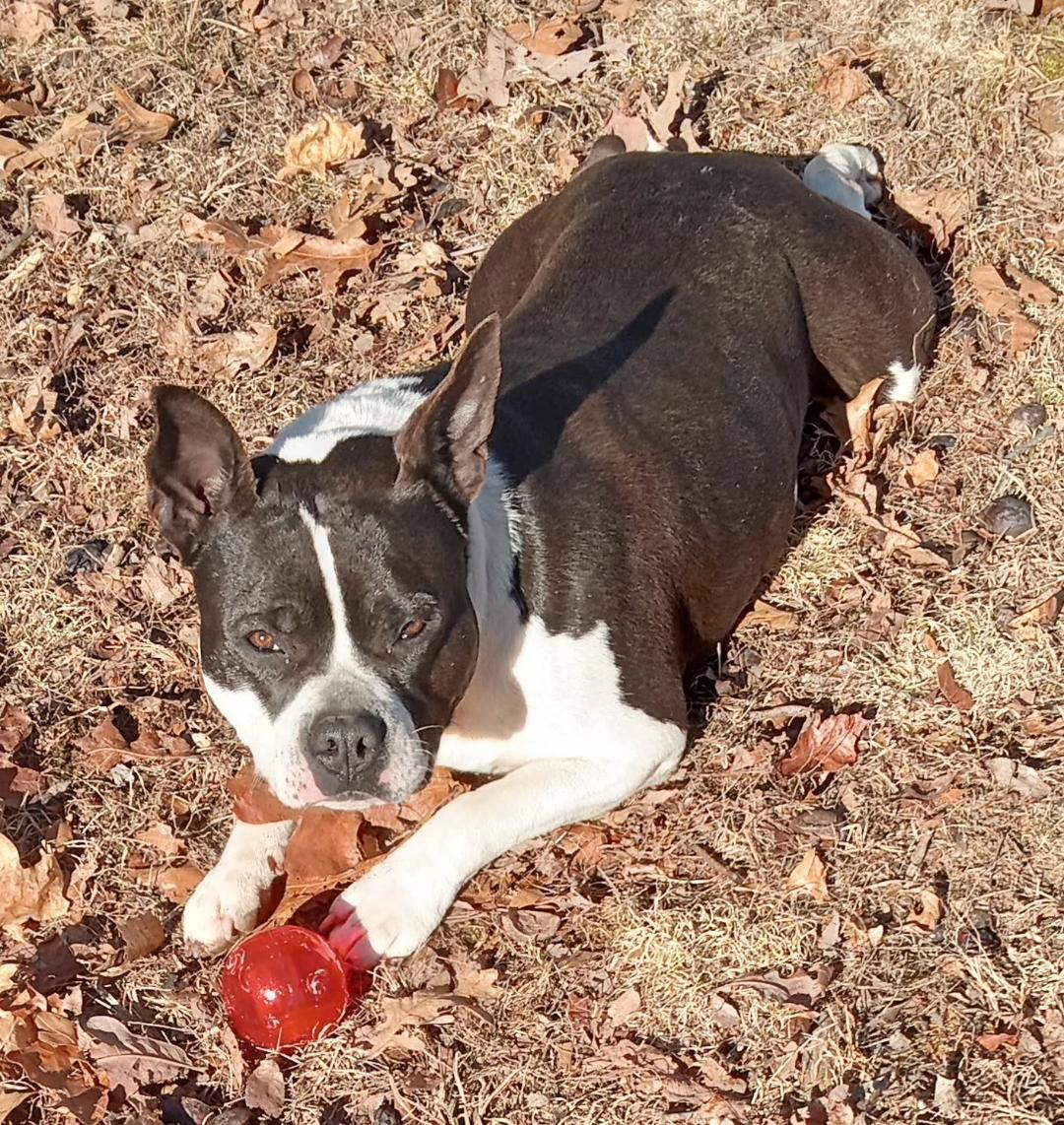 Halo and Rico, Adoptable, Adult Female Boston Terrier & English Bulldog.