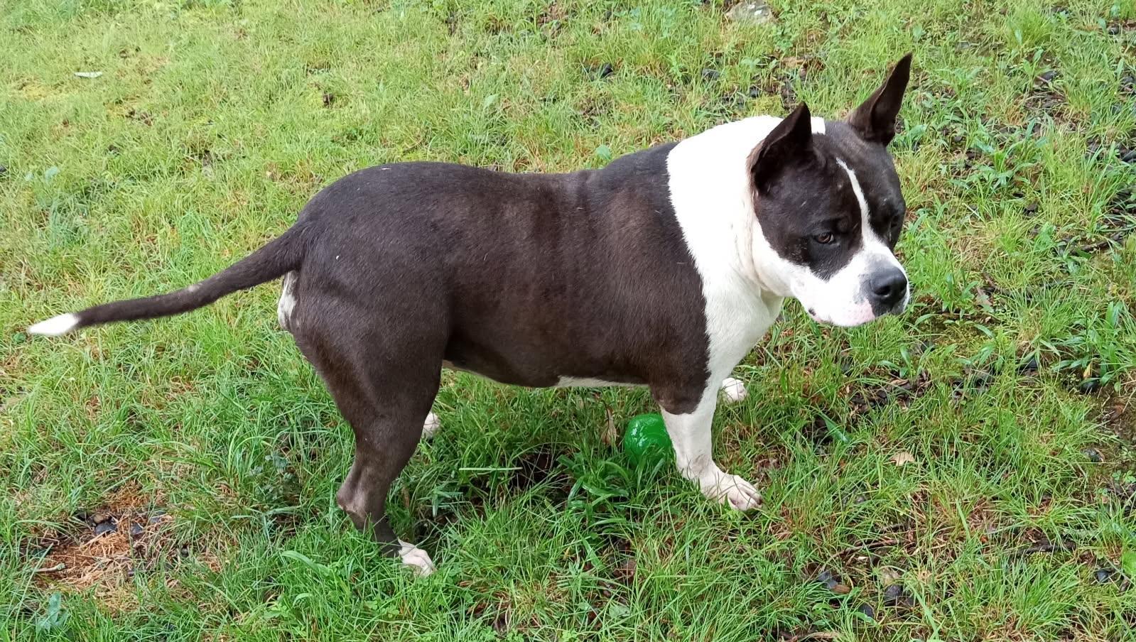 Halo and Rico, Adoptable, Adult Female Boston Terrier & English Bulldog.