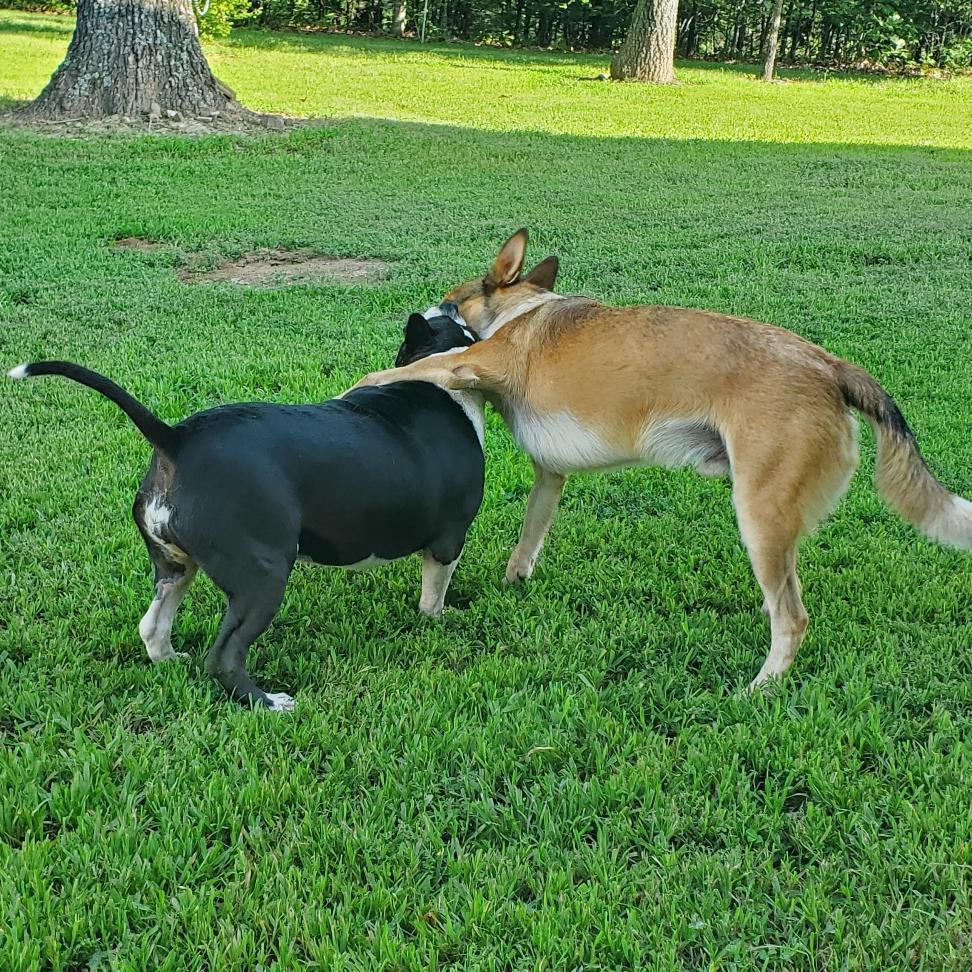 Enlarge Halo and Rico, a Adoptable mixed breed in Cabool, MO image 3/3