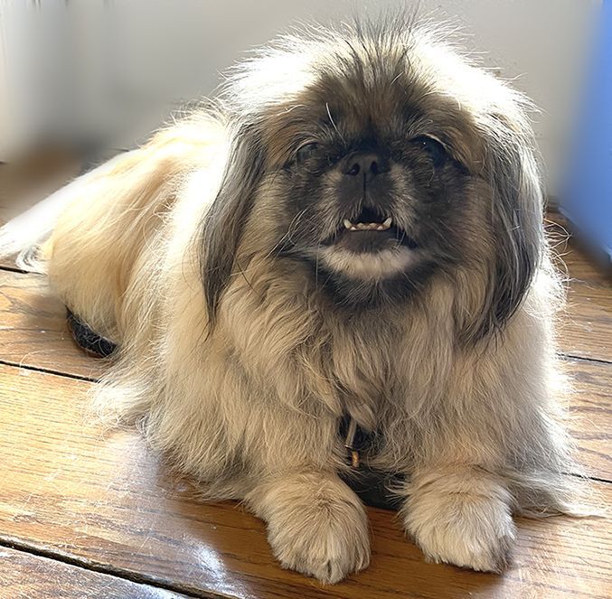 Enlarge Bella has been ADOPTED!, a Adoptable Pekingese in Hillsdale, NJ image 1/6