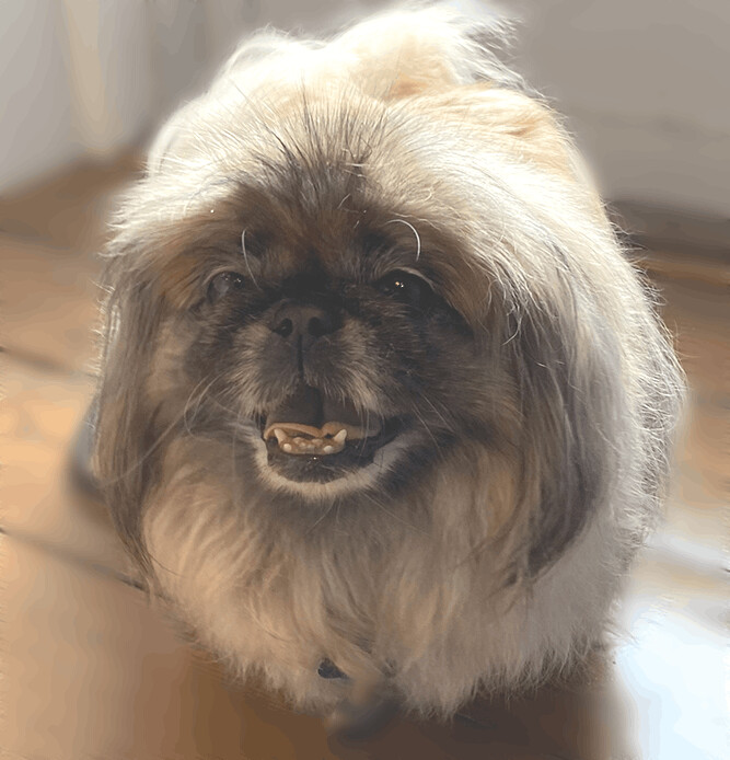 Enlarge Bella has been ADOPTED!, a Adoptable Pekingese in Hillsdale, NJ image 2/6