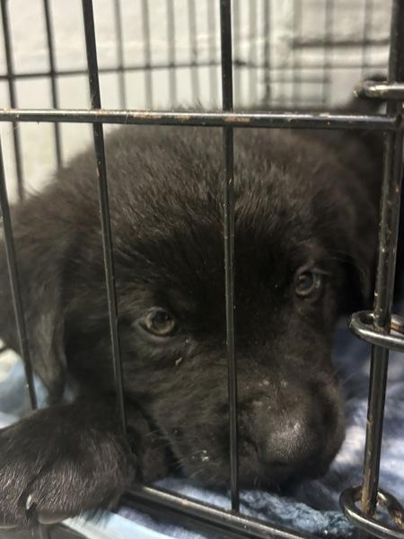 Mochi, Adoptable, Young Male Labrador Retriever.