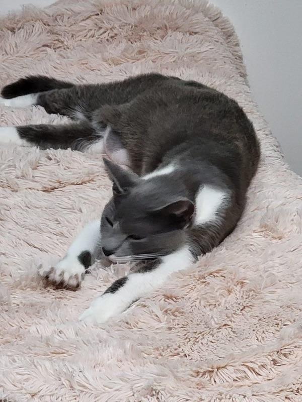 Honey, a Adoptable Domestic Short Hair in Parkland, FL image 3/4