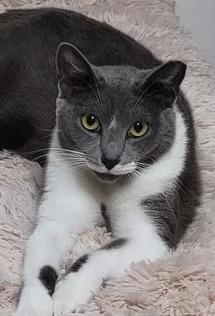 Honey, Adoptable, Adult Female Domestic Short Hair.