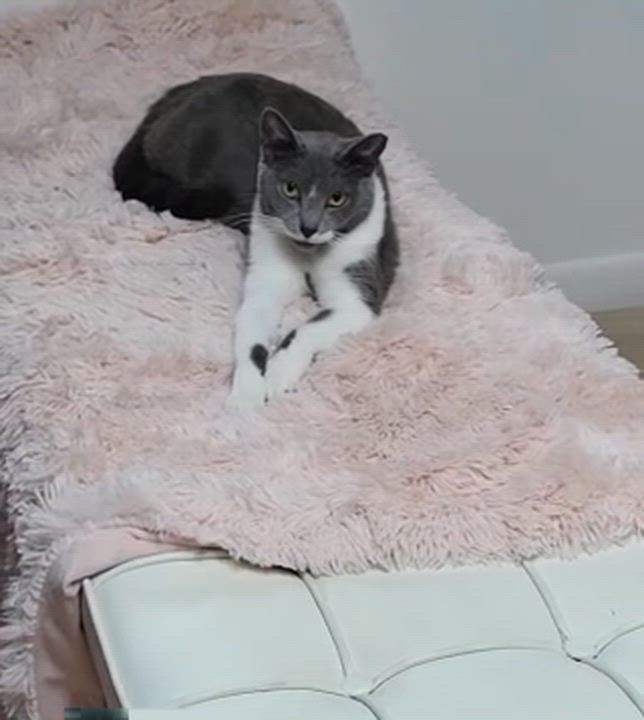 Enlarge Honey, a Adoptable Domestic Short Hair in Parkland, FL video 4/4